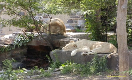 the big lions sleep - nature, lions, cat, animals, zoo