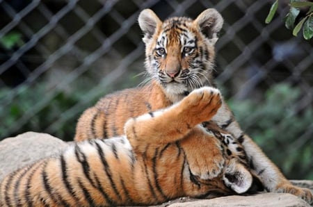 Playtime - playful, cubs, tigers, wild, stripes