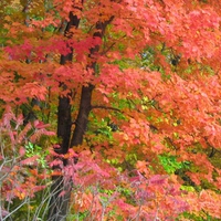 Trees of Autumn