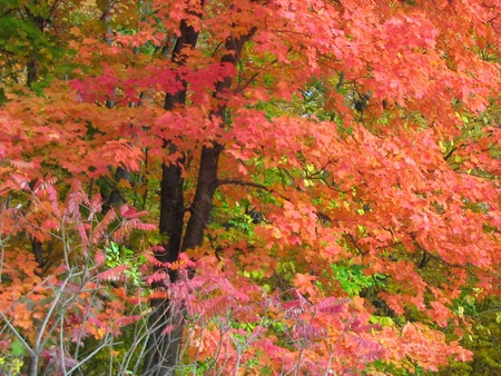 Trees of Autumn - trees, nature, leaves, autumn