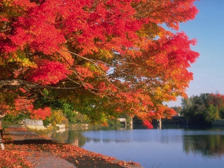 Fall Time - fall, lake, peaceful, nature