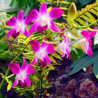 Pretty Orchids