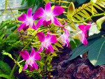 Pretty Orchids