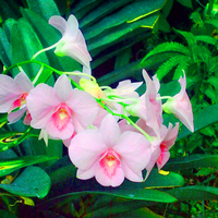 Pink Orchids