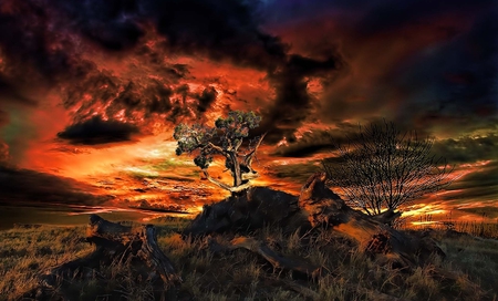 Heat - tree, nature, sunset, heat