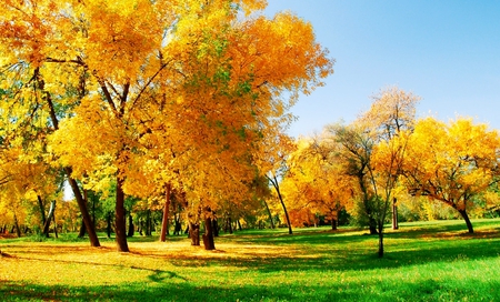 Golden autumn - golden, nature, beautiful, autumn