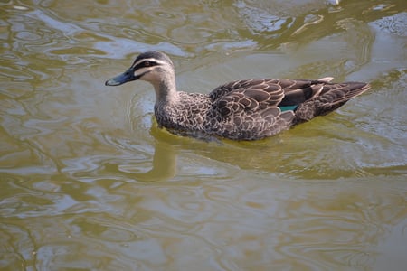 Duck quack quack - duck, cute, wild life, bird