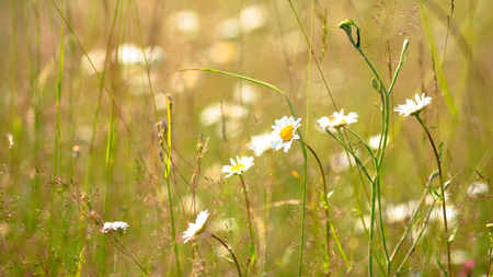 NICE FLOWERS - wow, nature, amazing, beautiful, nice, cool