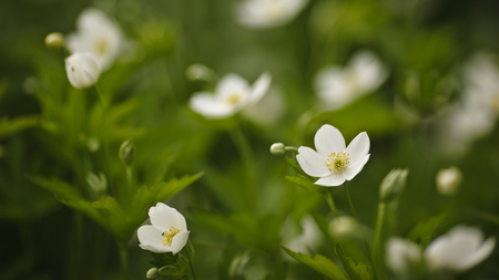 NICE FLOWERS - wow, nice, nature, amazing, cool, beautiful