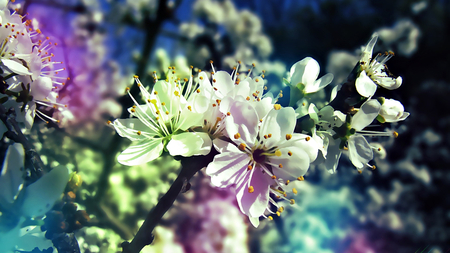 NICE FLOWERS - nice, nature, amazing, cool, beautiful, flower