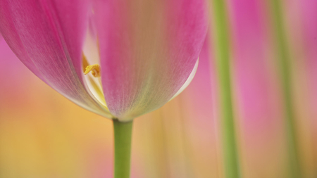 NICE FLOWER - nice, nature, amazing, cool, beautiful, flower