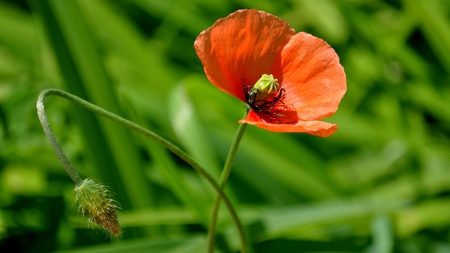 NICE FLOWER - nice, nature, amazing, cool, beautiful, flower