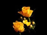 Yellow roses