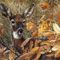 Carl Brenders. Autumn Lady Whitetail Deer In Hiding