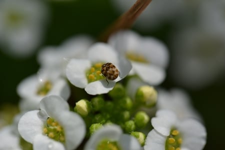 My Macro lens photo - macro, white, flower, bug