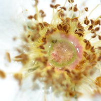Real real close up of inside of flower