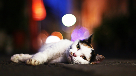 Pretty Cat - dim, pretty, lights background, cat, white and black