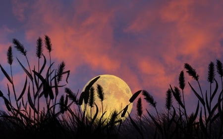 Full Moon - moon, sky, photography, night, field, meadow, nature, purple, full, weeds, pink, pastel, moonlight