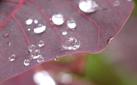 Nature's Diamonds - pretty, sparkle, beads, dewdrops, flowers, nature, dew, floral, glimmer, diamonds