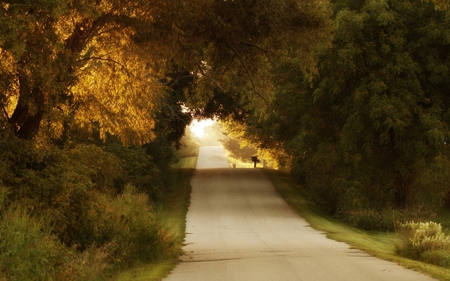 The Long Road Ahead - calm, trees, road, tranquil, long, forest, walk, home, nature, ahead, peaceful, way