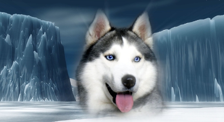 Sieroza - animal, husky, syberian, beautiful