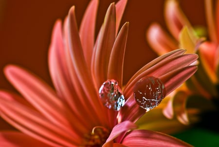 Drops - nature, flower, beautiful, drops