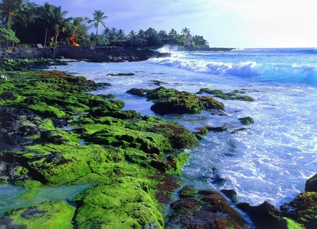 Seascape - nature, seascape, beach, green