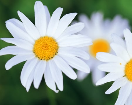 DAISIES - nature, beauty, colors, flowers