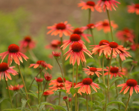 FLOWERS - flowers, beauty, colors, nature