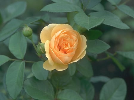 YELOW ROSE - nature, beauty, colors, flowers