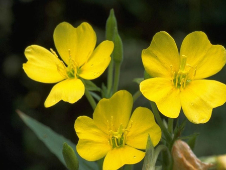 YELOW FLOWERS - flowers, beauty, colors, nature