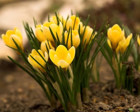 YELOW FLOWERS - nature, beauty, colors, flowers