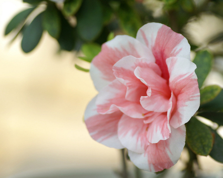 AZALEA - nature, beauty, colors, flowers