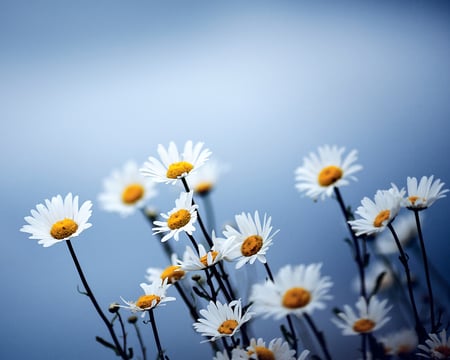 DAISIES - flowers, beauty, colors, nature