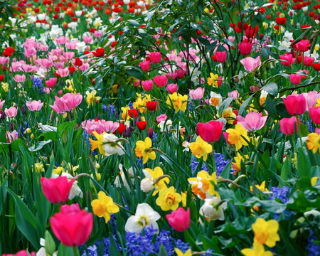 GARDENS - nature, beauty, colors, flowers