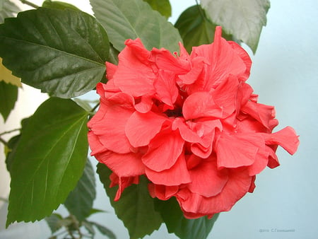 HIBISCUS - nature, beauty, colors, flowers