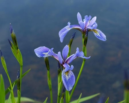 IRISES - flowers, beauty, colors, nature