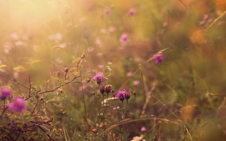 cornflower meadow - sunlight, meadow, field, nature, purple, macro, flowers, cornflowers, grass, flower