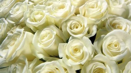 White Roses - white, plenty, roses, petals, beautiful