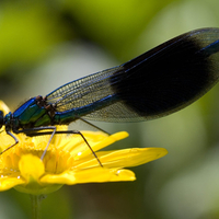 Blue Damselfly