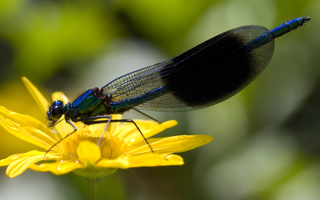 Blue Damselfly - damselfly, yellow, blue, wings, flower