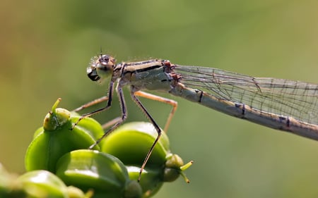 Brown dragonfly - brown, dragonfly, bug, wings, insect