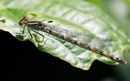 Damselfly - damselfly, wings, green, leaf