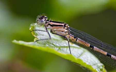 Damselfly - insect, damselfly, leaf, wings