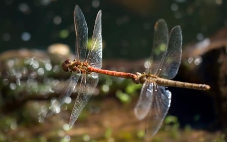 Dragonfly - insect, bug, dragonfly, wings