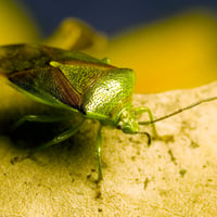 Green Beetle