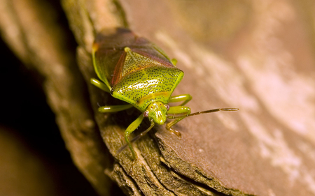 Green Beetle - insect, bug, green, beetle