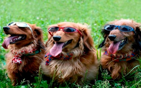 to sunny out - sun glasses, tongues, funny, green, grass, cool, pink