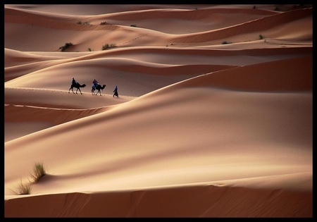 desert - caravane, camel, nature, desert, morocco, erg chebbi