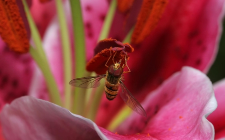 Hover Fly - insect, hover fly, stripes, wings